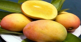 অতিরিক্ত আম খেলে হতে পারে মারাত্মক ক্ষতি অতিরিক্ত আম খেলে হতে পারে মারাত্মক ক্ষতি