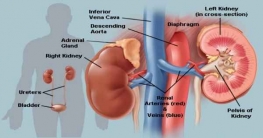 যে তিন ভুলে নষ্ট হতে পারে কিডনি! যে তিন ভুলে নষ্ট হতে পারে কিডনি!