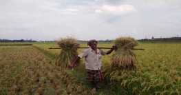 লালমনিরহাটে বোরো ধানের বাম্পার ফলন