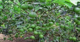 মাল্টা চাষে ঝুঁকছেন রাঙ্গামাটির চাষিরা মাল্টা চাষে ঝুঁকছেন রাঙ্গামাটির চাষিরা