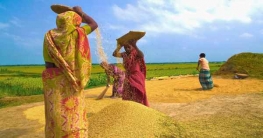 ‌‘এবছর বোরো ধানের উৎপাদন লক্ষ্যমাত্রার চেয়ে বেশি হবে’