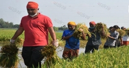 রংপুরে মোবাইলে কল পেলেই ধান কাটতে ছুটছে ছাত্রলীগ   