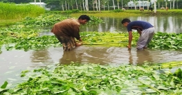 পীরগাছায় সোনালী পাট চাষ করে লাভের মুখ দেখেছেন কৃষকরা