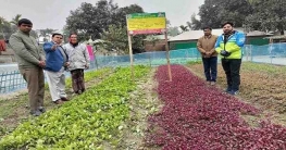 পাটগ্রামে জনপ্রিয় হচ্ছে পারিবারিক পুষ্টি বাগান