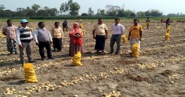 দিনাজপুর থেকে আলু রপ্তানি হচ্ছে মালয়েশিয়াসহ বিভিন্ন দেশে