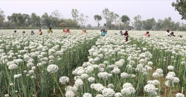 ঠাকুরগাঁওয়ে পেঁয়াজের বীজ চাষে অধিক লাভের আশায় কৃষক