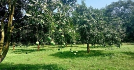 পীরগঞ্জে প্রধানমন্ত্রীর বাগানের অর্ধেক আম লক্ষাধিক টাকায় বিক্রি পীরগঞ্জে প্রধানমন্ত্রীর বাগানের অর্ধেক আম লক্ষাধিক টাকায় বিক্রি