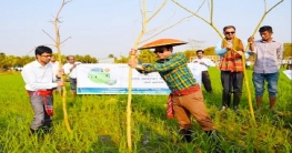 কৃষিতে জনপ্রিয় হয়ে উঠছে পার্চিং পদ্ধতি