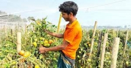 টমেটো চাষে ব্যস্ত দিনাজপুরের কৃষক