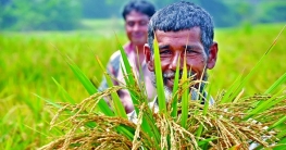 আউশ উৎপাদন বাড়াতে ১০ লাখ কৃষককে সরকারের প্রণোদনা