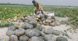 তিস্তার চরে মিষ্টি কুমড়া দেখে খুশি প্রতিমন্ত্রী স্বপন