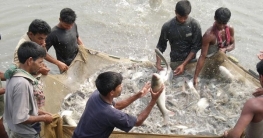 মৎস্যখাতের উন্নয়নে দুই কোটি ৮৭ লাখ টাকা ব্যয় করবে সরকার