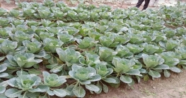 রংপুর বেতারে পরিত্যক্ত জমি যেন কৃষকের একখণ্ড উঠান রংপুর বেতারে পরিত্যক্ত জমি যেন কৃষকের একখণ্ড উঠান