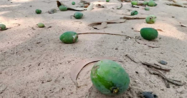 তীব্র খরায় রংপুরে ঝরছে আমের গুটি তীব্র খরায় রংপুরে ঝরছে আমের গুটি