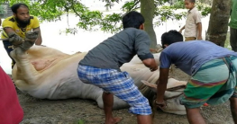 কোরবানির পশুর চামড়া ছাড়ানোর সবচেয়ে সহজ পদ্ধতি