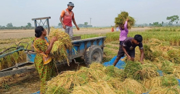 মাঠে মাঠে আগাম ধান কাটার উৎসব কৃষকের